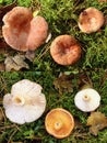 Comparison of conditionally edible woolly milkcap and edible saffron milk cap. Royalty Free Stock Photo