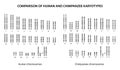 Comparison of Human and Chimpanzee Karyotypes: similarities and differences