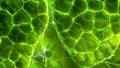 A comparison image of a nonphotosynthesizing plant cell and a photosynthesizing plant cell with chloroplasts. The