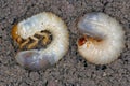 Comparison of larvae of the May beetle Common Cockchafer In left  or May Bug, right - Cetonia aurata Royalty Free Stock Photo