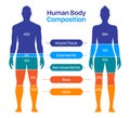 Comparison of male and female body composition. Human body composition chart vector illustration