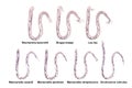 Comparison of microfilariae morphology