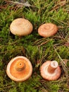 Comparison of mushrooms that are easily confused when viewed from above. On the left is the tasty and edible saffron milk cap