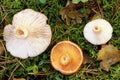 Comparison of mushrooms, which from above are easy to confuse. On the left and right are the conditionally edible woolly milkcap, Royalty Free Stock Photo