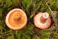 Comparison of mushrooms, which from above are easy to confuse. Saffron milk cap and woolly milkcap. Royalty Free Stock Photo