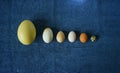 Various eggs comparison