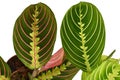 Comparison between red veined `Maranta Leuconeura Fascinator` and green veined `Maranta Leuconeura Lemon Lime` houseplant Royalty Free Stock Photo