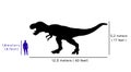 Comparison size between tyrannosaurus rex and human