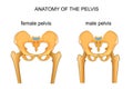 Comparison of the skeleton of the male and female pelvis Royalty Free Stock Photo