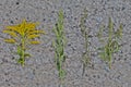 Comparison of Solidago, wormwood or Artemisia absinthium and Ambrosia during flowering in summer. Soft focus