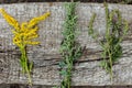 Comparison of Solidago, wormwood or Artemisia absinthium and Ambrosia during flowering in summer. Soft focus