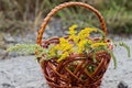 Comparison of Solidago, wormwood or Artemisia absinthium and Ambrosia during flowering in summer. Soft focus