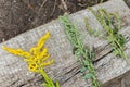 Comparison of Solidago, wormwood or Artemisia absinthium and Ambrosia during flowering in summer. Soft focus