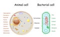 Comparison of the structure of bacterial and animal cells Royalty Free Stock Photo