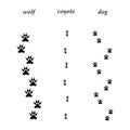 Comparison of wolf, coyote and dog trails.