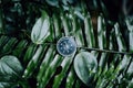 Compass among fern leaves in a tropical jungle. Adventure discovery navigation concept