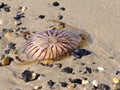 Compass Jellyfish Chrysaora hyoscella Royalty Free Stock Photo