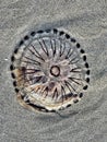 Compass Jellyfish (Chrysaora hysoscella) on grey sandy beach