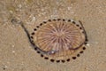 Compass jellyfish Chrysaora hysoscella Royalty Free Stock Photo