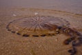 Dead jellyfish washed out on the sandy beach Royalty Free Stock Photo