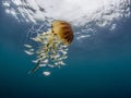 Compass Jellyfish showing it`s tentacles and bell with juvenile horse mackerel Royalty Free Stock Photo