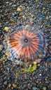 A compass jellyfish washed up on a rocky shore Royalty Free Stock Photo