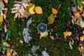 The compass lies in the autumn forest on a stone overgrown with moss Royalty Free Stock Photo