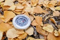 Compass lying in yellow autumn foliage.Concept recreation, travel, and tourism