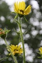 Compass Plant Blossoms