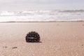 Compass on the sea sand at the beach Royalty Free Stock Photo