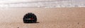 Compass in the sea sand at the beach, water in background Royalty Free Stock Photo