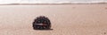 Compass in the sea sand at the beach, water in background Royalty Free Stock Photo