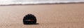 Compass in the sea sand at the beach, water in background Royalty Free Stock Photo