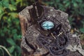 Compass on stump tree