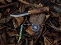 Compass and survival knife on fallen leaves. Tools for Hiking and survival Royalty Free Stock Photo