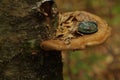 Compass on wood mushroom