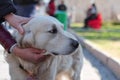 Compassionate hands that love the dog