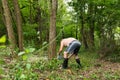 Harvesting Firewood: Diligence Under the Verdant Canopy of a Summer Forest