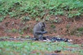 Survival Instinct: Monkey Scavenging in Human Debris