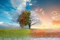 A single tree in a split view showing the four seasons, blending from lush green to snowy white.