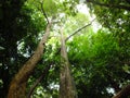 Competiting green tree canopy in a forest with bright sunlight