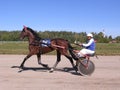 Drawn by a racing horse with rider Competitions horses trotting breeds Novosibirsk racetrack horse and rider