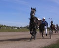 Competitions horses trotting breeds Novosibirsk racetrack horse and rider