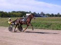 Competitions horses trotting breeds Novosibirsk racetrack horse and rider