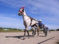 Competitions horses trotting breeds Novosibirsk racetrack horse and rider