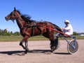 Competitions horses trotting breeds Novosibirsk racetrack horse and rider