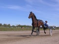 Competitions horses trotting breeds Novosibirsk racetrack horse and rider