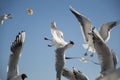 Competitive Seagulls