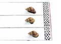 Competitive Snail Racing