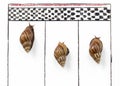 Competitive Snail Racing